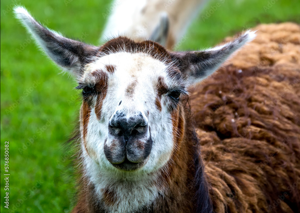 Cute llama close-up