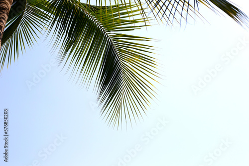 Coconut palm trees with blue sky