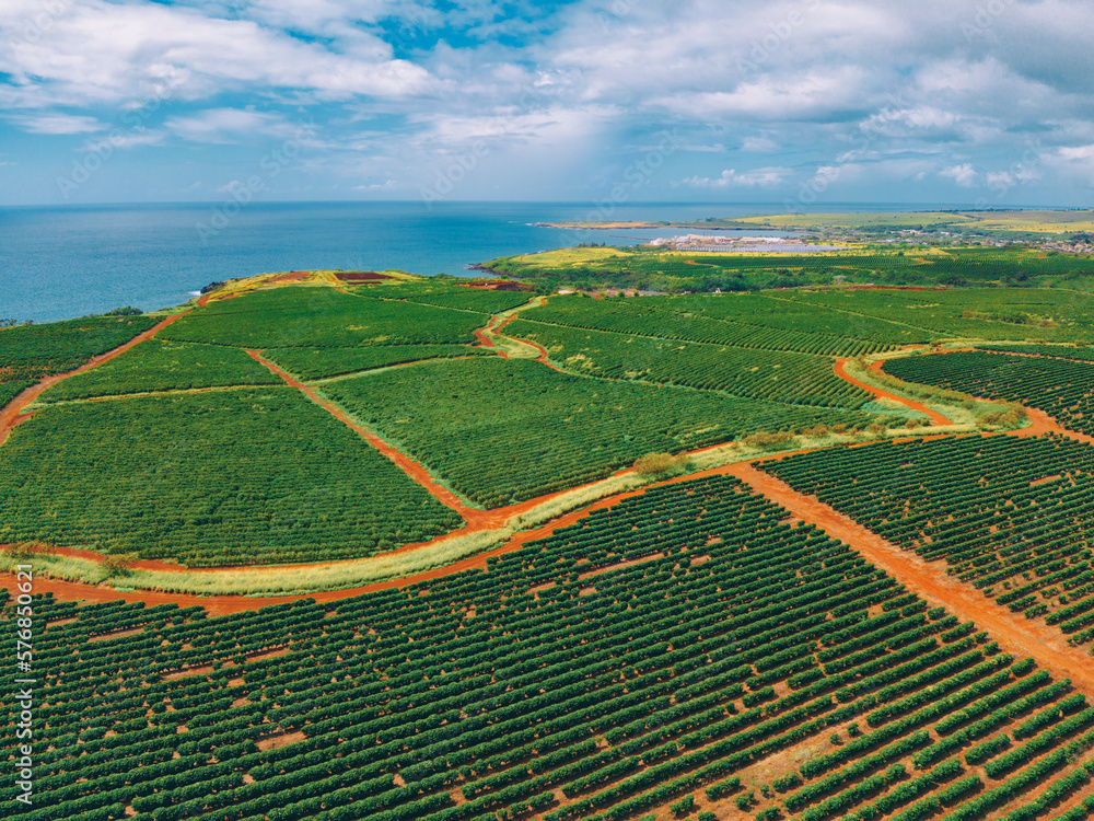 Aerial view of coffee plantation on Kauai Hawaii USA - obrazy, fototapety, plakaty 