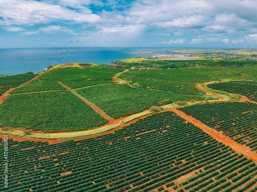 Aerial view of coffee plantation on Kauai Hawaii USA