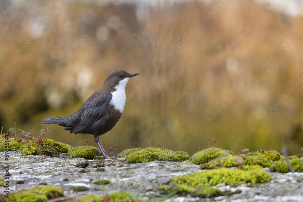 The white-throated dipper (Cinclus cinclus). The white-throated dipper (Cinclus cinclus).