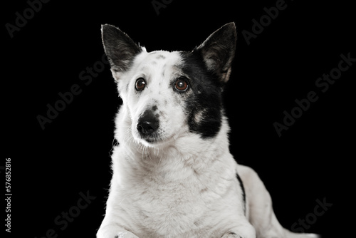 A black-and-white mongrel dog lies on a black background and looks towards the camera.
