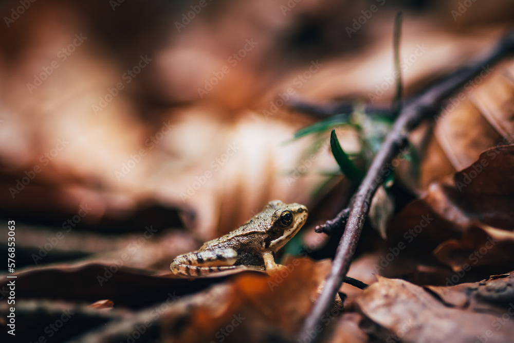 little frog (Rana temporaria) among the autumn leaves in the forest