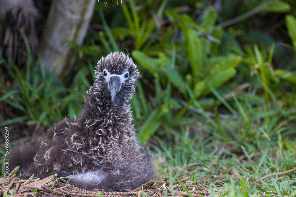 Laysan Albatross chick resting at nest Laysan Albatross chick resting at nest