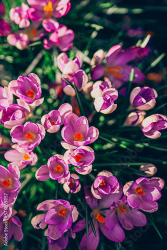 Purple crocus flowers in spring. High quality photo.