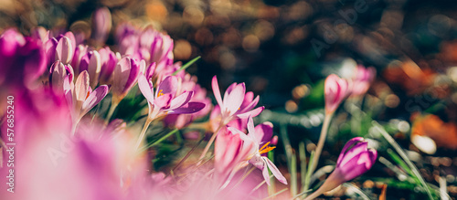 Purple crocus flowers in spring. High quality banner photo.
