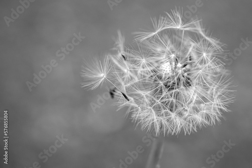 A monochrome close-up of a dandelion blowball  showcasing its fragile beauty and transitory nature  as each dandelion seed with its attached pappus prepares to disperse and spread in the wind.