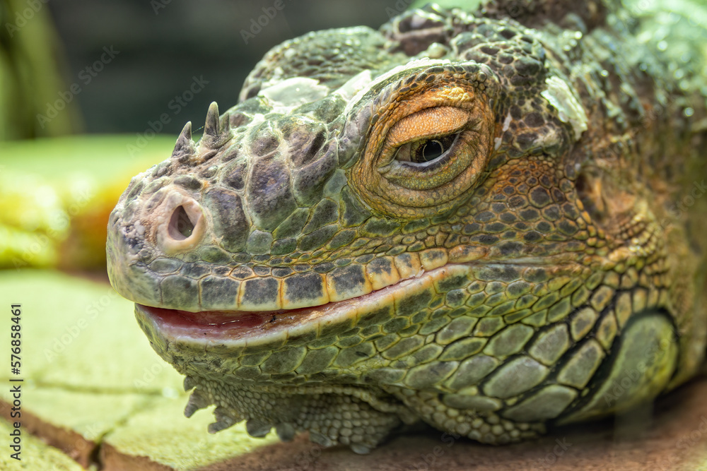 Portrait of an iguana lizard in captivity. Portrait of an iguana lizard in captivity.