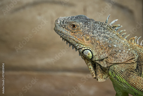 Portrait of an iguana lizard in captivity.