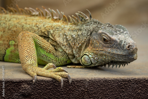 Portrait of an iguana lizard in captivity.
