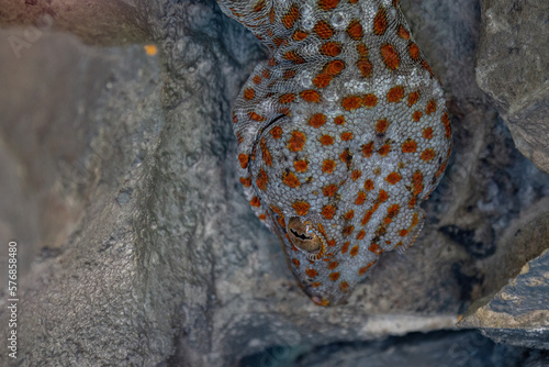 Obraz na płótnie Detail of a gecko's head in a terrarium.