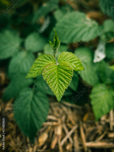 Wallpaper Mural Green plant leaves Torontodigital.ca