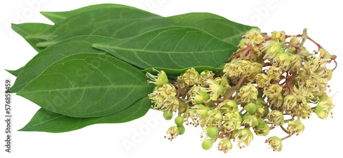 Photos Ayurvedic henna flower with leaves