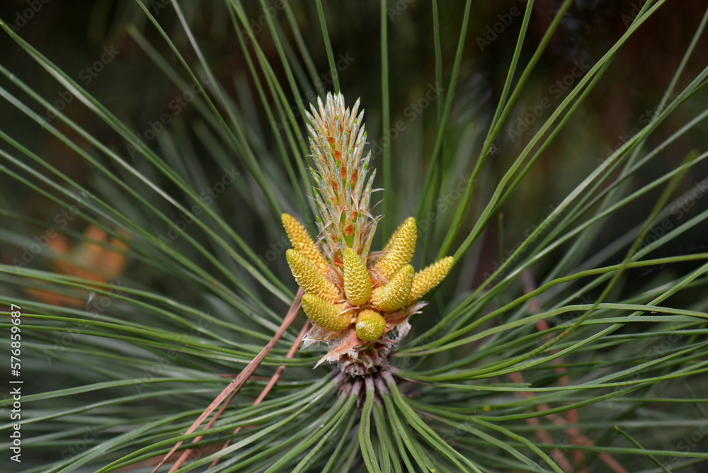 Blooming Acrocon spruce. Spruce pink cones. Macro. Kharkov. Ukraine Blooming Acrocon spruce. Spruce pink cones. Macro. Kharkov. Ukraine
