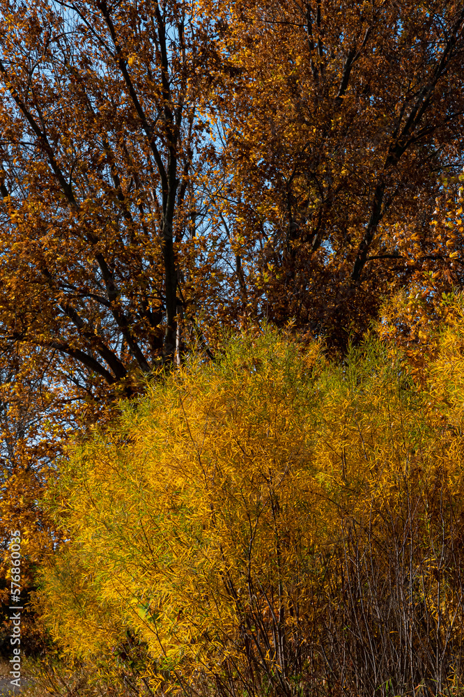 Fototapeta premium 688-46 Brilliant Autimn Foliage