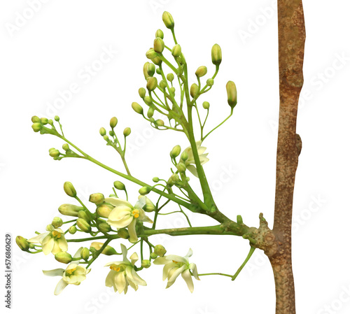 Edible moringa flower photo