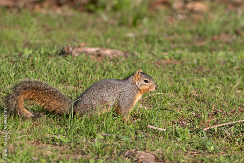 Profile of a cute, furry Fox Squirrel foraging for food in the green grass of a city park on a sunny morning.