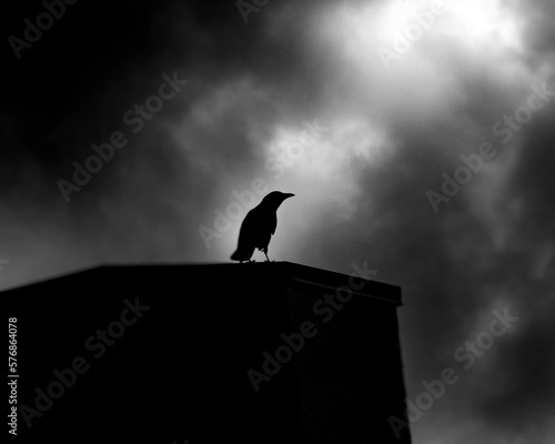silhouetted crow 
