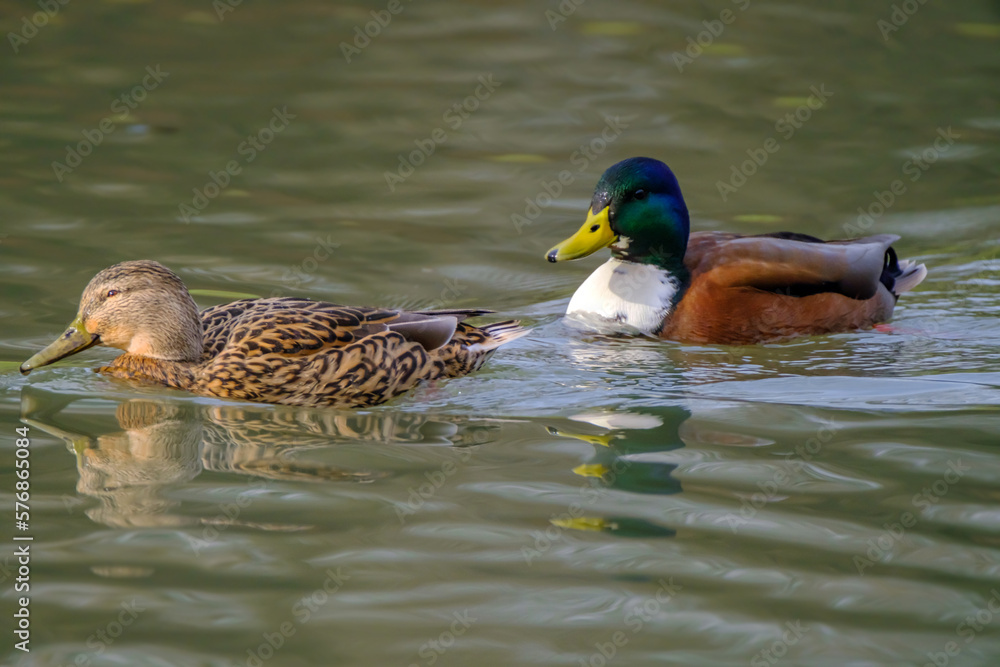 Couple of mallard ducks on the lake with beautiful reflections in the water. Couple of mallard ducks on the lake with beautiful reflections in the water.