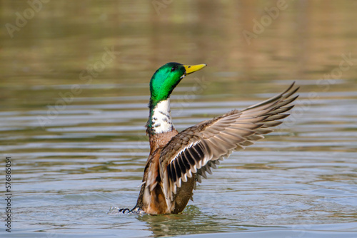 Male Mallard duck stretching wings in lake in Bad Pyrmont.