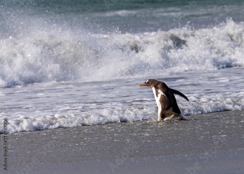 Gentoo penguin walking on beach to sea at Bluff Cove Falkland Islands with wings outstretched