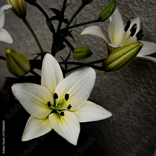 Fototapeta Naklejka Na Ścianę i Meble -  路上に咲く花

