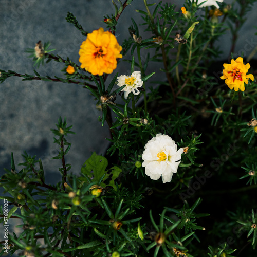 路上に咲く花 