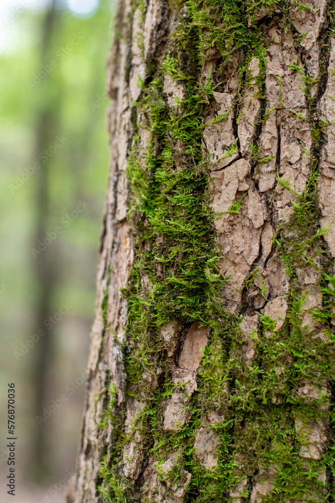 Textured Tree Trunk Covered in Green Moss Closeup ~BARK OF A TREE~ Textured Tree Trunk Covered in Green Moss Closeup ~BARK OF A TREE~