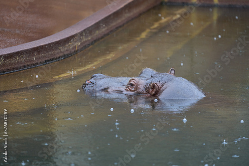 水面から顔を出すカバ photo