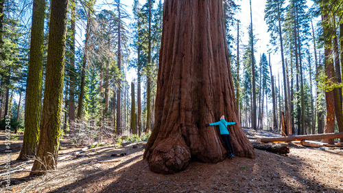 Girl in a blue jacket hugs huge sequoia tree. Connectedness to nature. Sequoia National Park in the Sierra Nevada, California, USA.	