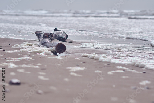 фотографія drift wood at the beach on cloudy day. High quality photo