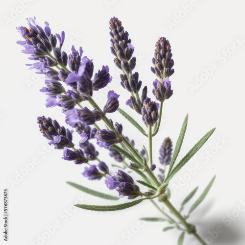Purple Perfection: The Beauty of Lavender