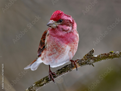 Purple Finch on a Branch