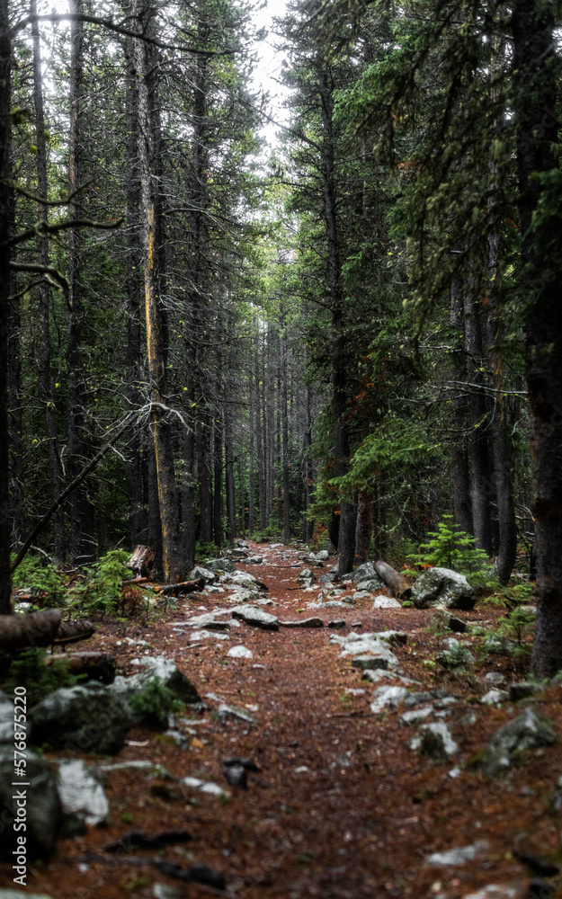 path in the forest