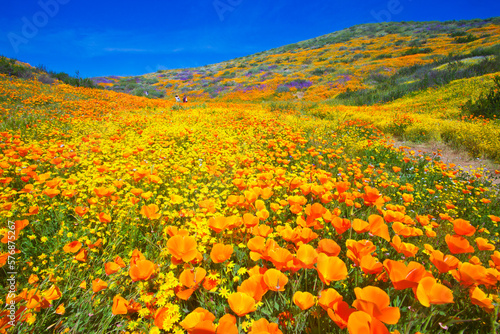 Schilderij op canvas California wildflower super bloom at Diamond Valley Lake in Riverside County, on