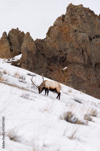 Elk with rocks © Rachael