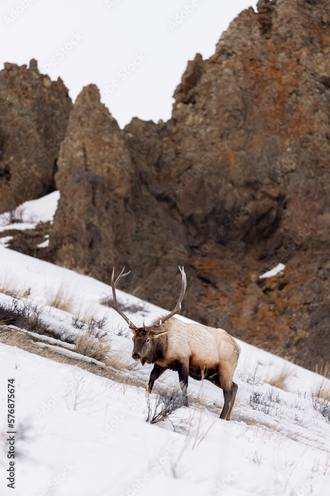 Naklejka premium elk in the snow