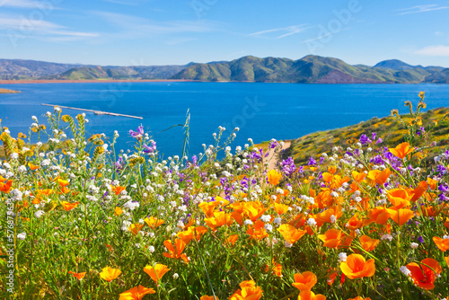 California wildflower super bloom at Diamond Valley Lake in Riverside County, one of the best place to see poppies, lupines and other colorful wildflowers