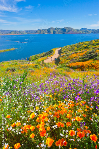 California wildflower super bloom at Diamond Valley Lake in Riverside County, one of the best place to see poppies, lupines and other colorful wildflowers