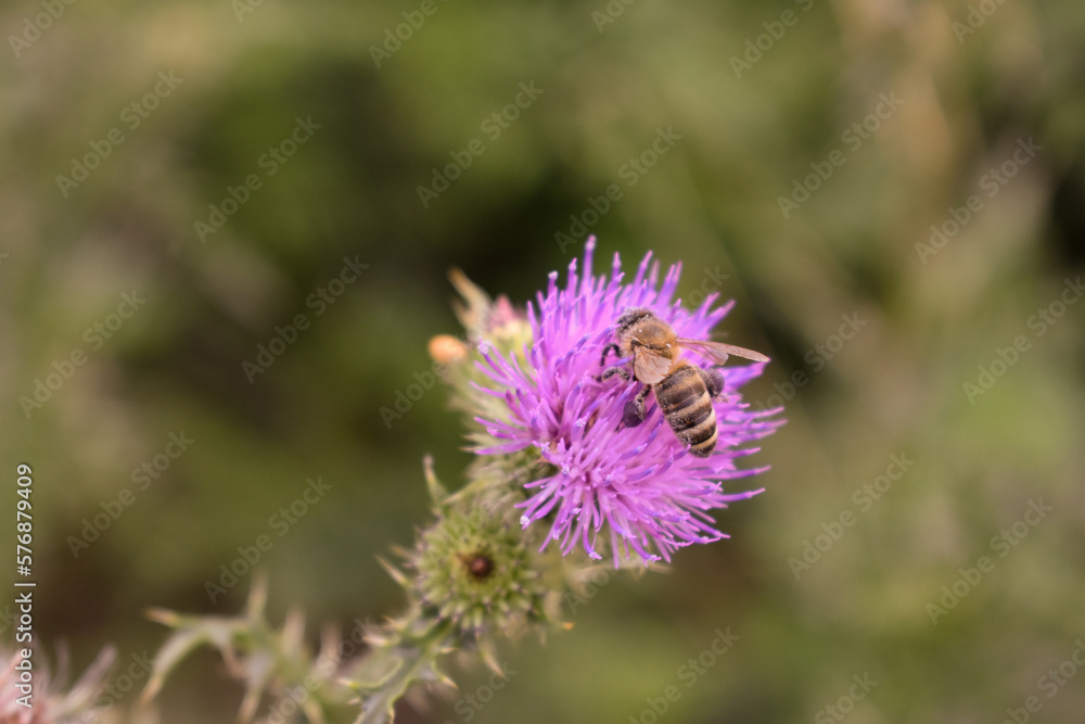 a bee sits on a flower bud in the grass top view a bee sits on a flower bud in the grass top view