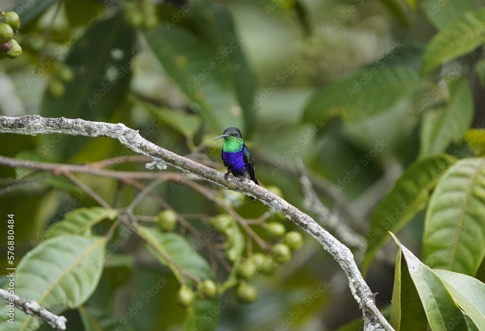 Fototapeta premium Fork-tailed Woodnymph (Thalurania furcata) Troquilidae family. Amazonas rainforest, Brazil.