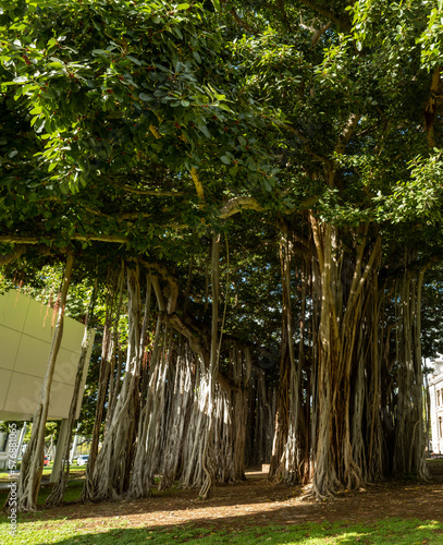 Ancient Grove of Banyan Trees in Honolulu, Hawaii.
