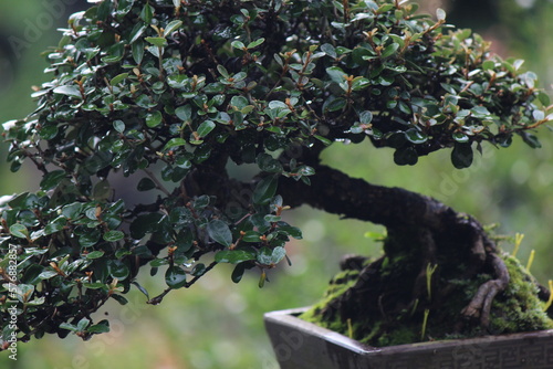 bonsai tree in a garden (ID: 576882857)
