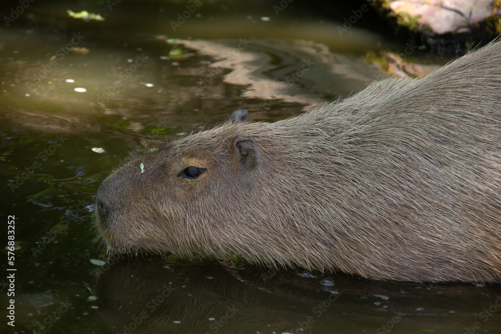 Capybara swimming in dark water Capybara swimming in dark water