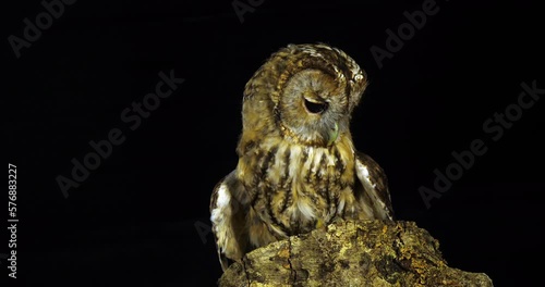 Tawny Owl, strix aluco, Adult Turning its Head, looking around, Normandy in France, Slow Motion 4K