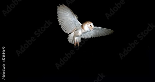 Barn Owl, tyto alba, Adult in flight by Night, Normandy in France, Slow Motion 4K