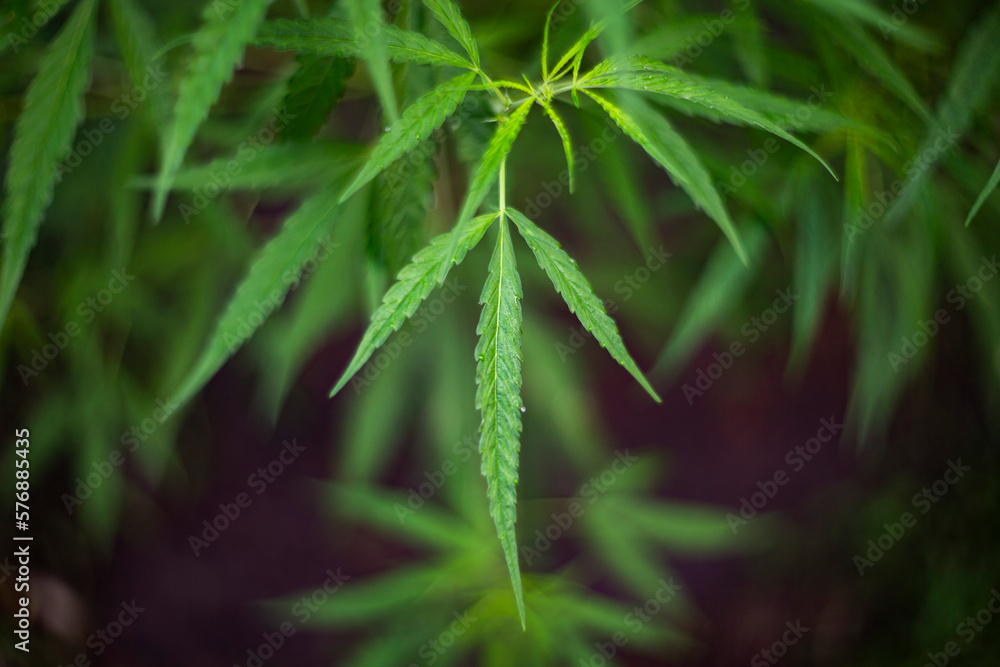 Green cannabis leaves on blurred background. Macro image of hemp leaves. Green cannabis leaves on blurred background. Macro image of hemp leaves.