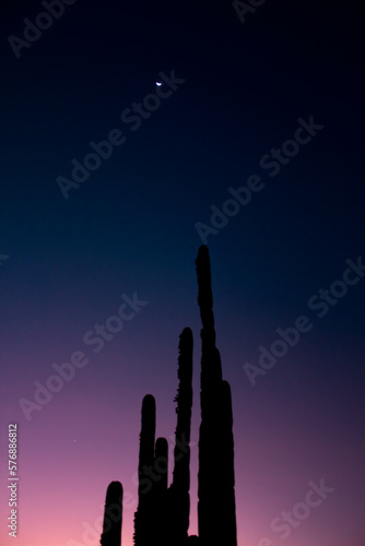 Fototapeta Naklejka Na Ścianę i Meble -  Toma contraluz de cactus al atardecer en paisaje semidesértico en México