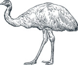 Vintage hand drawn sketch emu bird