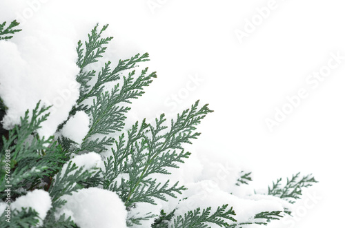 Evergreen conifer branches ...